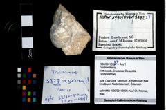 Foto (Objekt + Etikett) von Tanidromites sp.  (NHMW-GEO-1990-0041-3372)